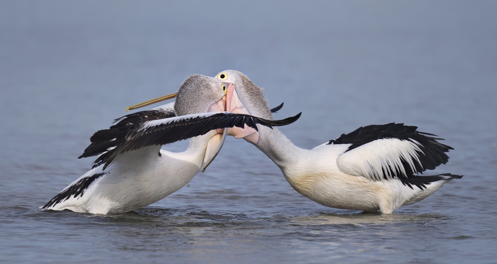 Feeding von C.S. Tjandra