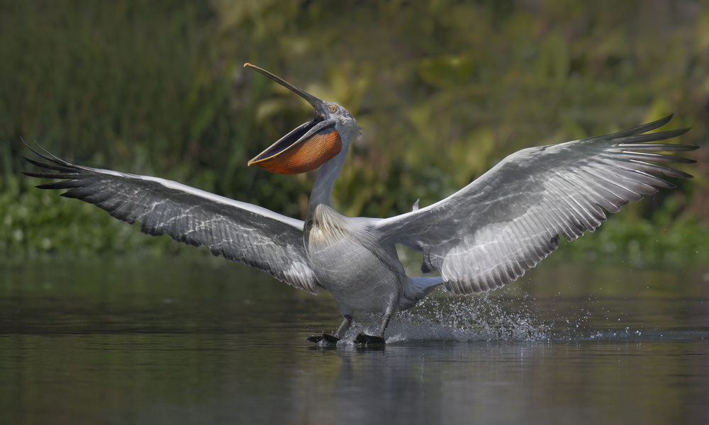 Landed von C.S. Tjandra