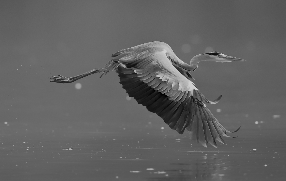 Grey heron von C.S. Tjandra