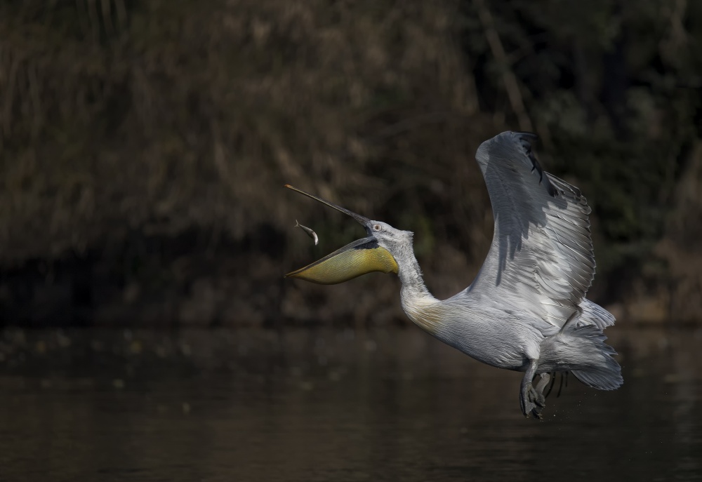 Good Catch von C.S. Tjandra