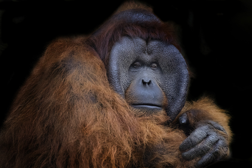 Mr. Orang utan von C.S. Tjandra