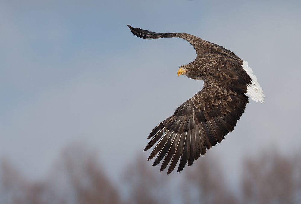 Flying high von C.S. Tjandra