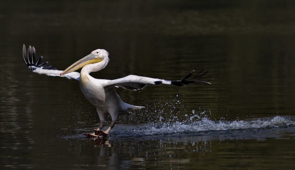 In balance von C.S. Tjandra