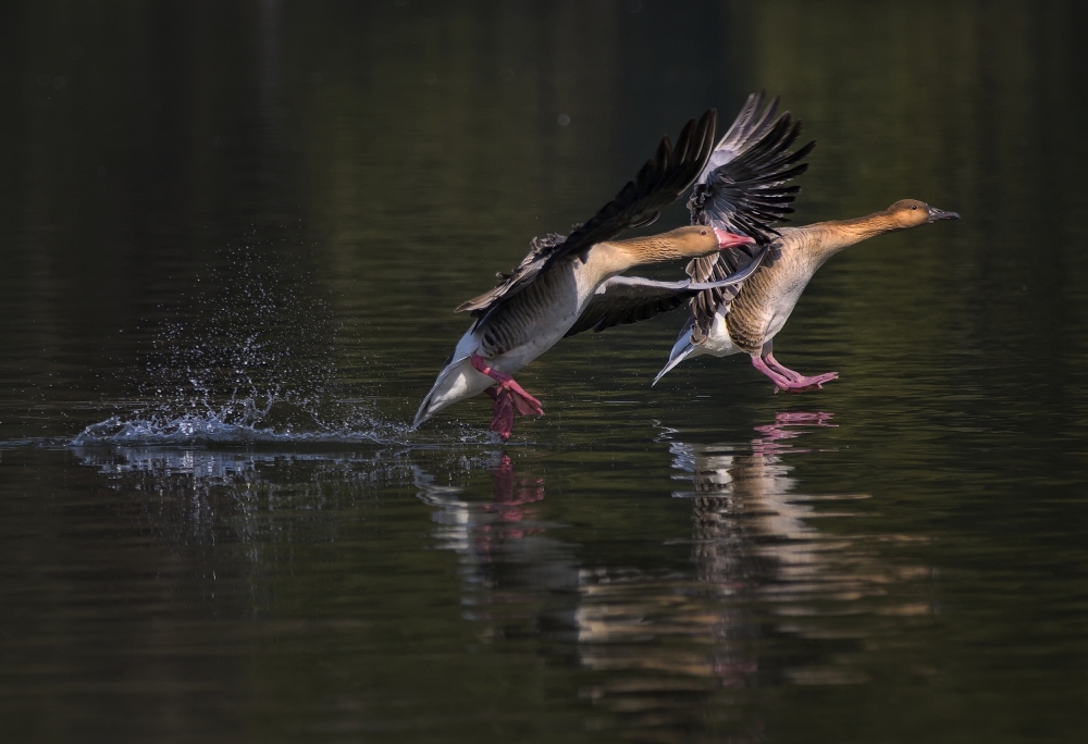 In race von C.S. Tjandra