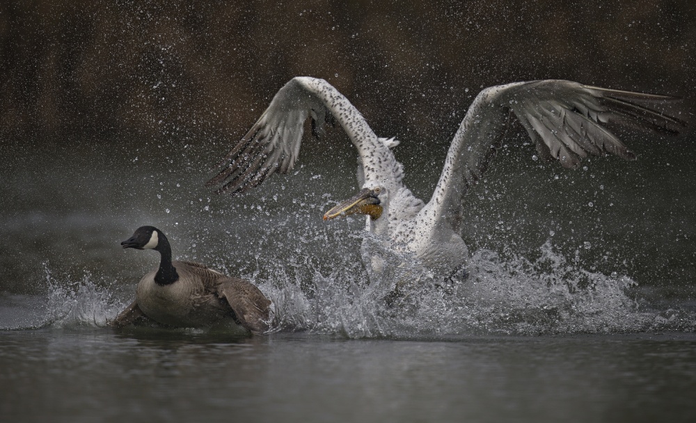 Chasing von C.S. Tjandra