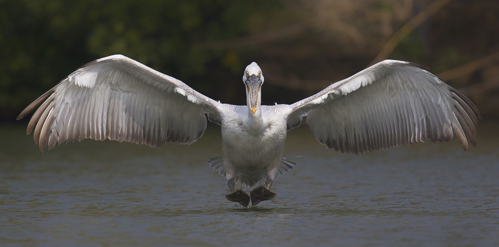 Landing von C.S. Tjandra