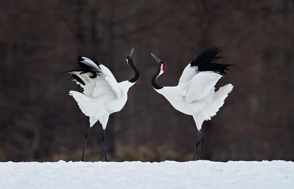 Lovers von C.S. Tjandra