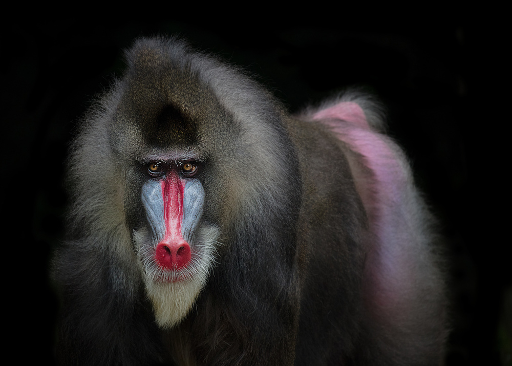 Mandrill von C.S. Tjandra