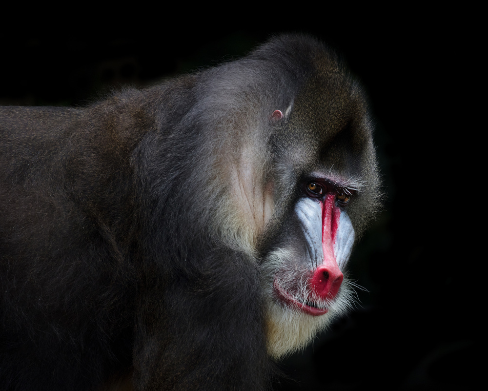 Mandrill-2 von C.S. Tjandra