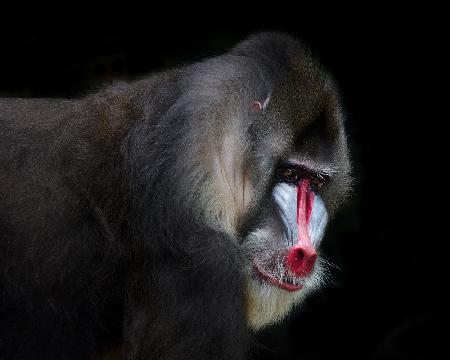 Mandrill-2