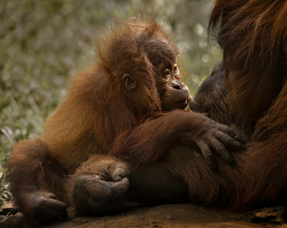 Mothers love von C.S. Tjandra