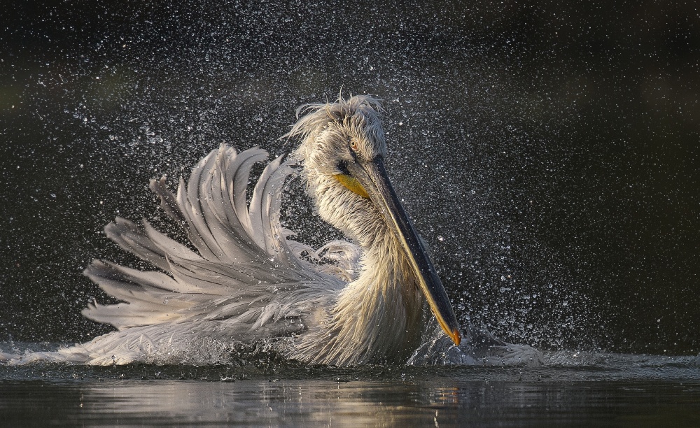 Afternoon bath von C.S. Tjandra