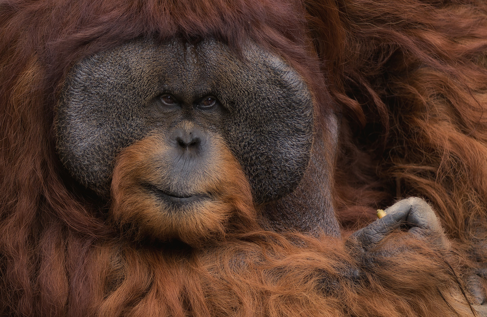 Orang Utan von C.S. Tjandra