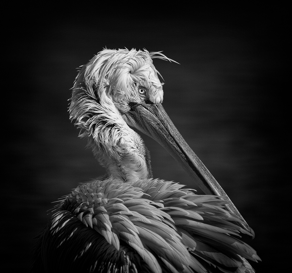 Pelican von C.S. Tjandra