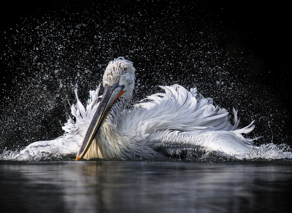 Pelican von C.S. Tjandra