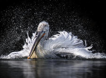 Pelican