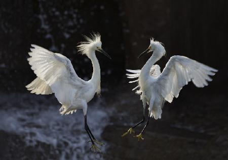 Egret