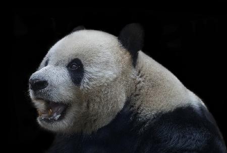 Giant Panda