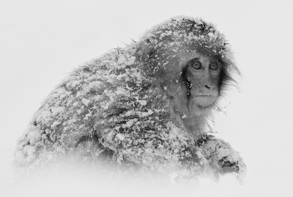 Snow Monkey von C.S. Tjandra