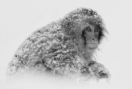 Snow Monkey