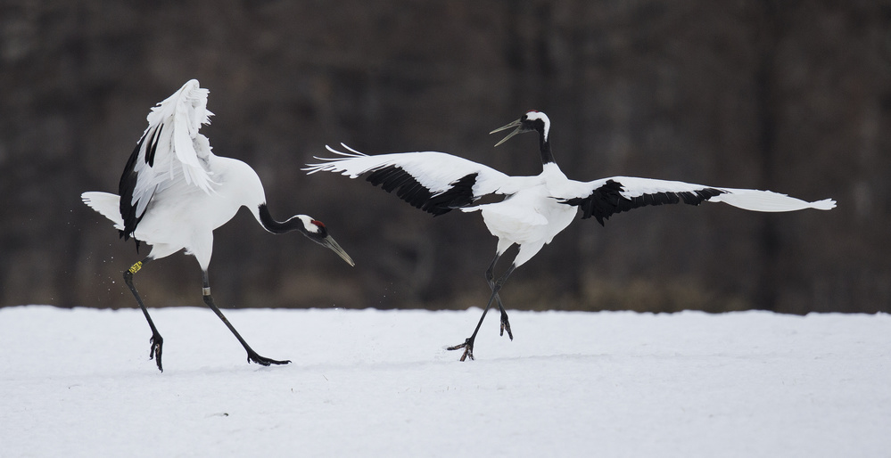 Snow dance von C.S. Tjandra