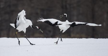 Snow dance