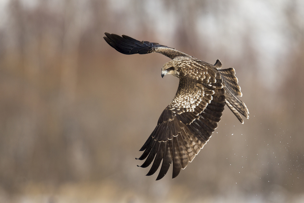 Black Kite von C.S. Tjandra