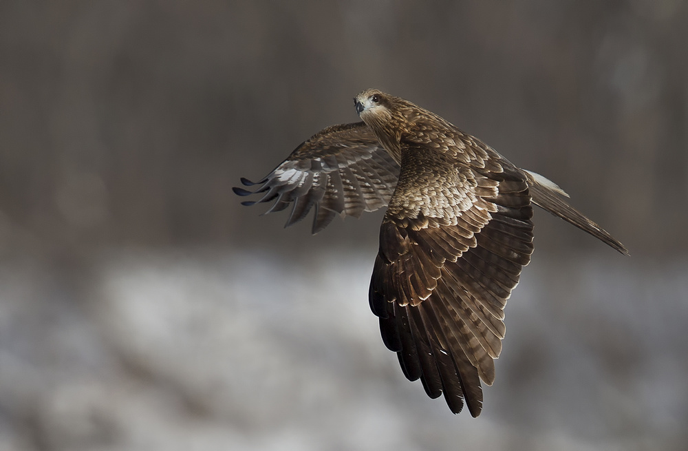 Black Kite von C.S. Tjandra