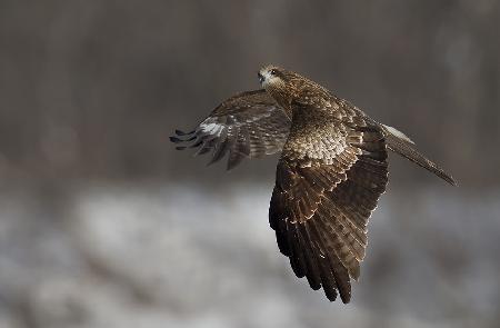 Black Kite