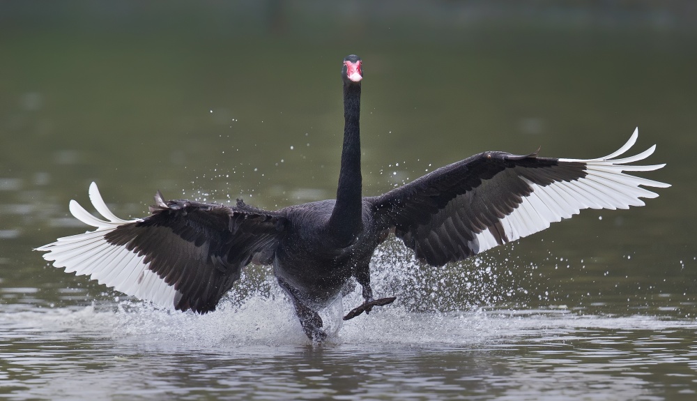 Black Swan von C.S. Tjandra