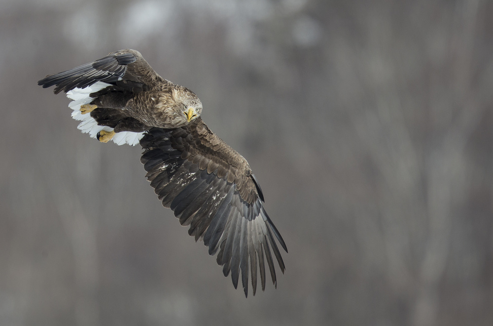 White tailed eagle von C.S. Tjandra