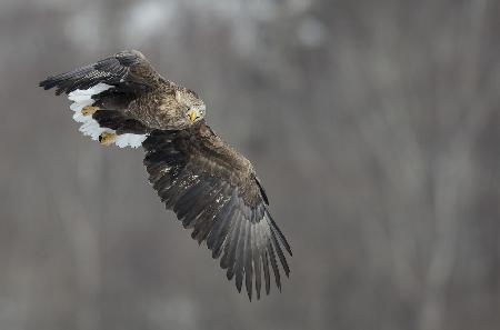 White tailed eagle