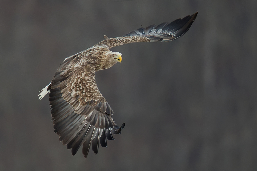 White tailed eagle von C.S. Tjandra