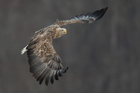 White tailed eagle