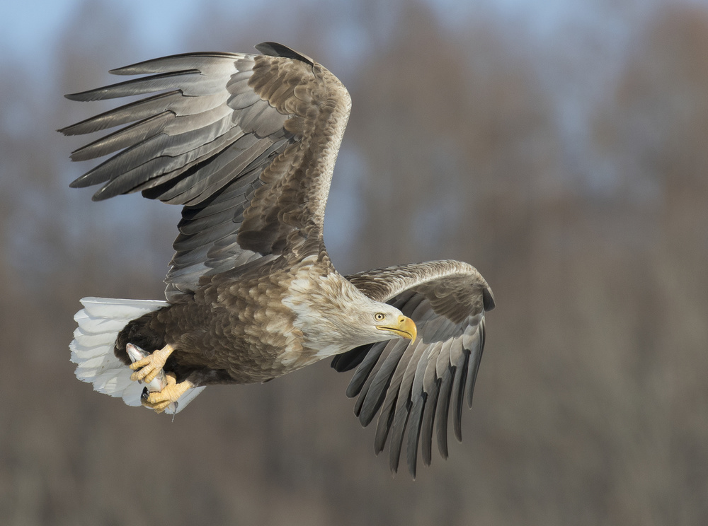 White-tailed Eagle von C.S. Tjandra