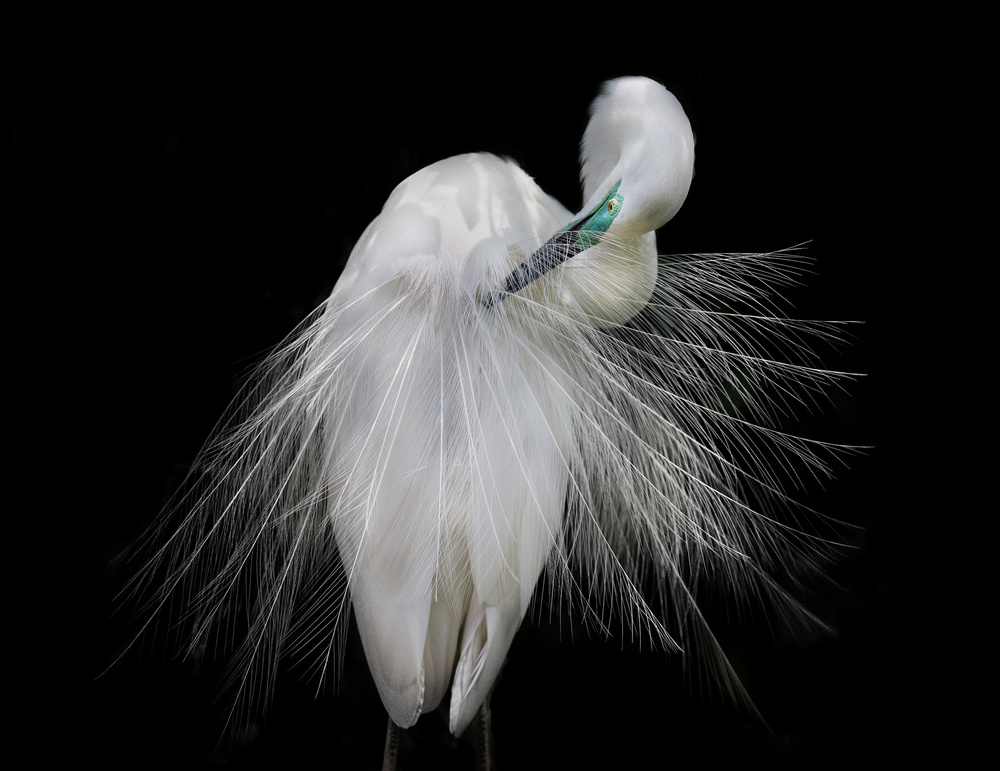 Great Egret von C.S. Tjandra