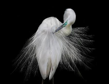 Great Egret