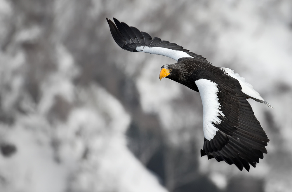 Stellars Sea-Eagle von C.S. Tjandra