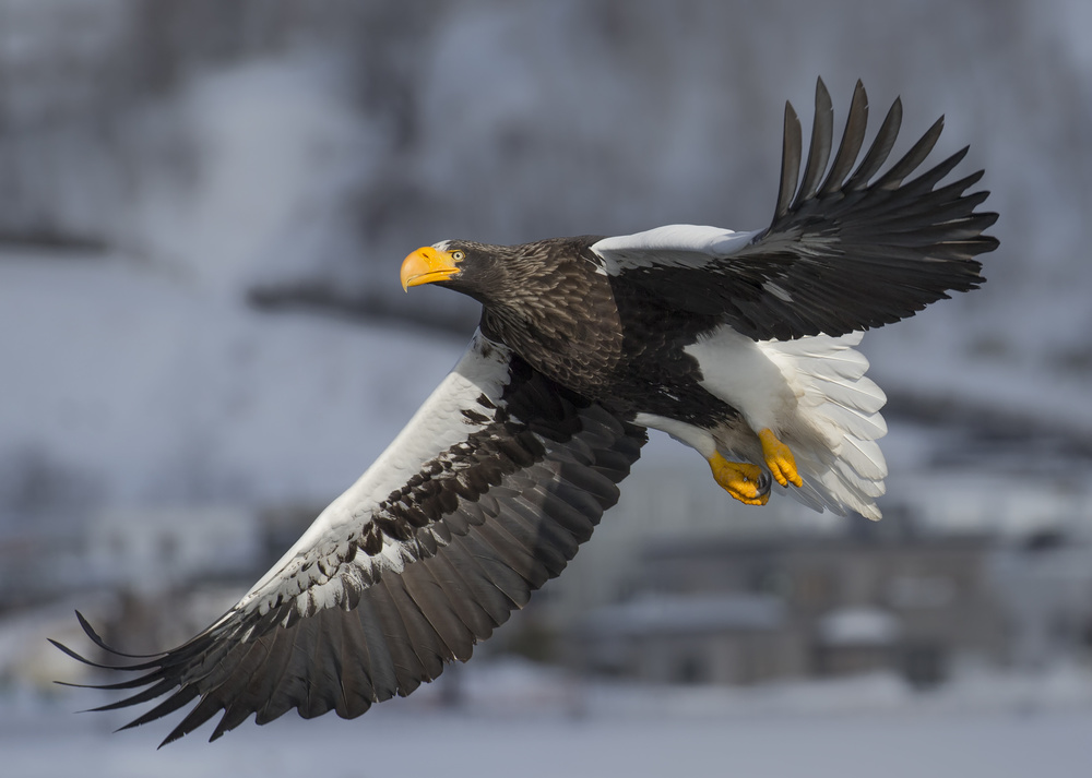 Stellers Sea Eagle von C.S. Tjandra