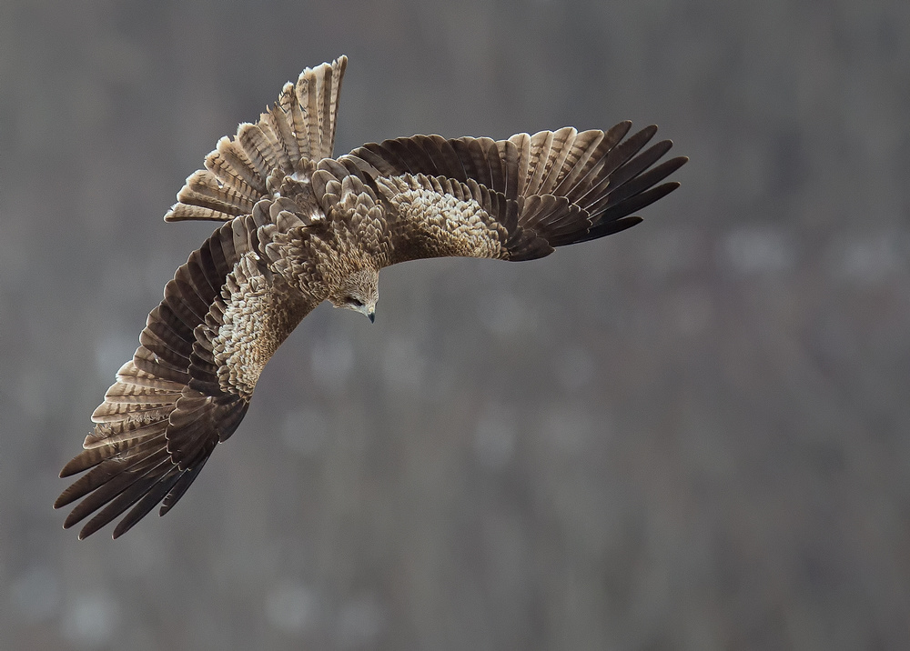 Swooping von C.S. Tjandra