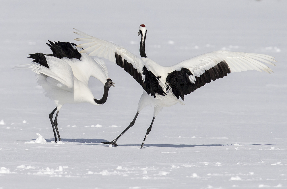 Dance of the Crane von C.S. Tjandra