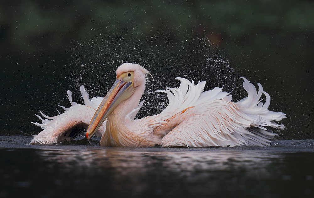 White Pelican von C.S. Tjandra