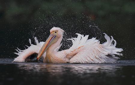 White Pelican