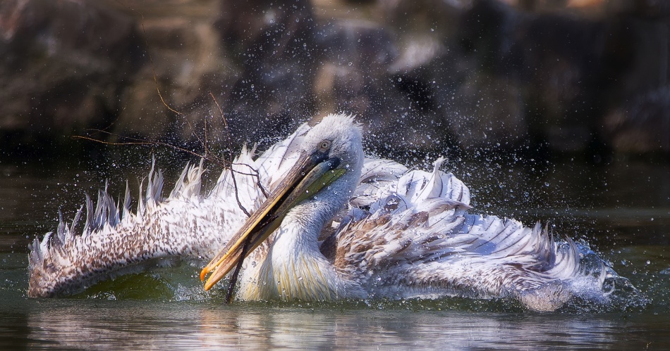 Twig von C.S. Tjandra