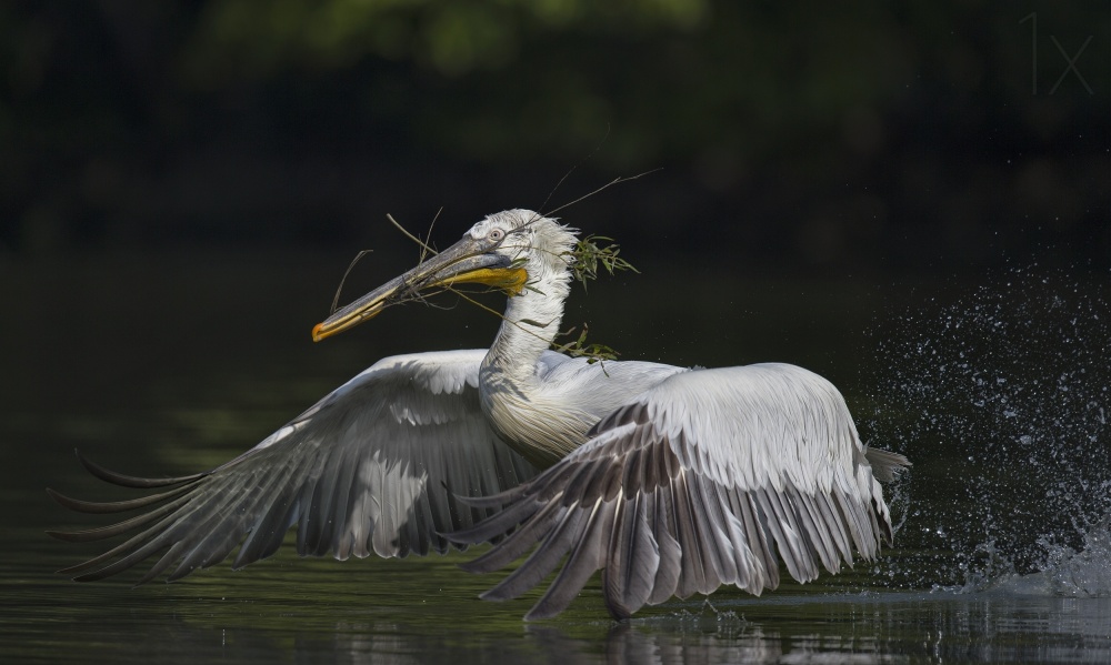 Twigs von C.S. Tjandra