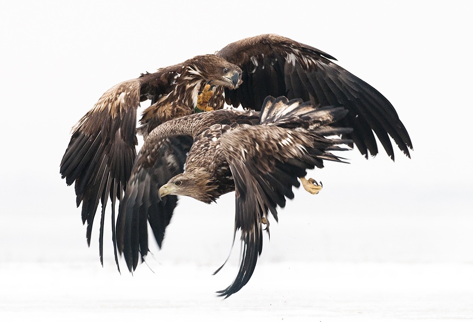 Eagles von Csaba Tokolyi