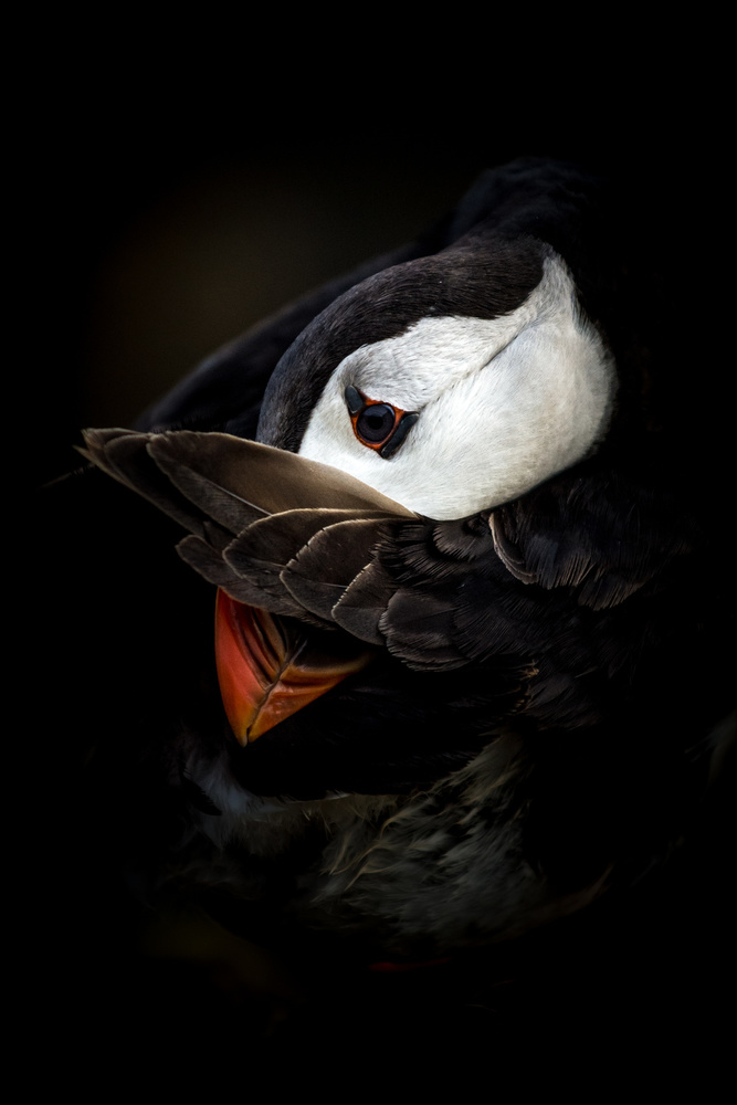 The Shy Puffin von Csaba Tokolyi