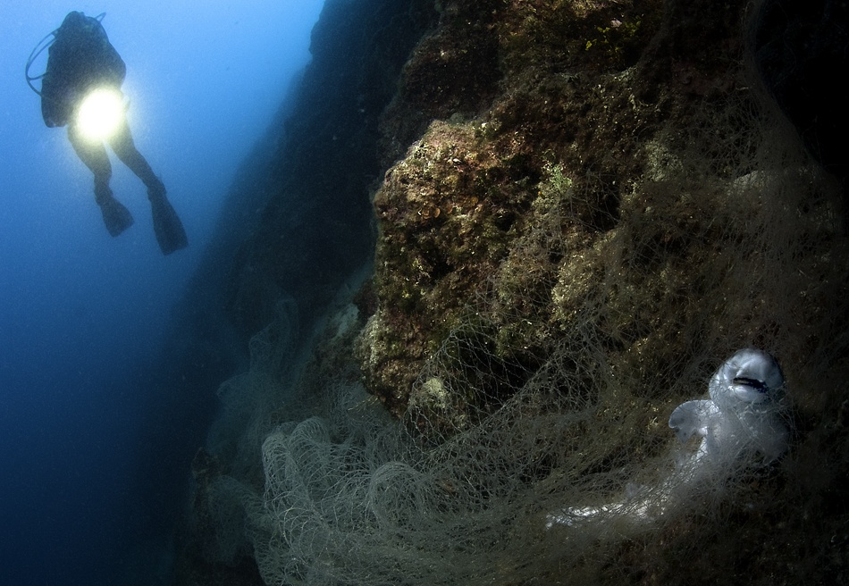 The Death of a Shark von Csaba Tokolyi