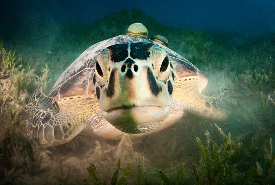 Green Turtle (Chelonia mydas) von Csaba Tokolyi