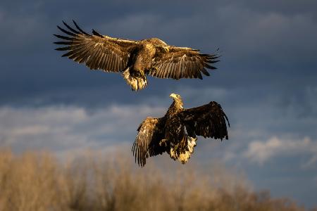 Dancing eagles